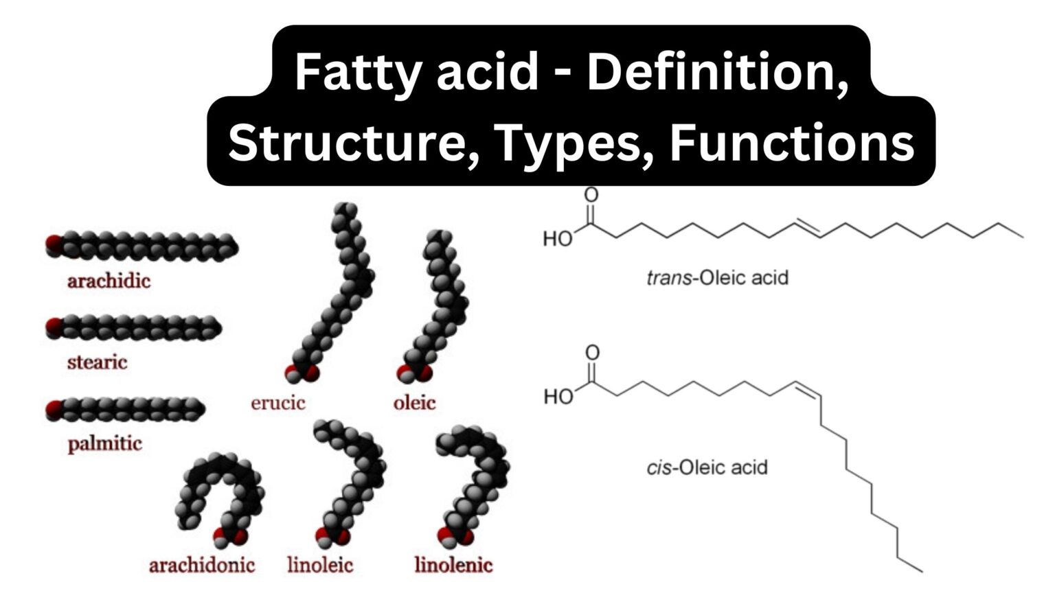 Fatty Acid - Biology Notes Online