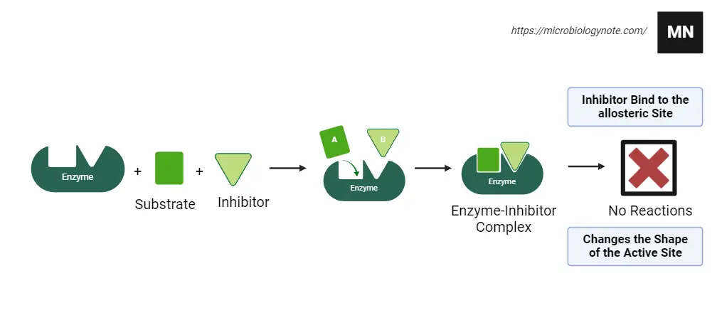 Feedback Inhibition - Definition, Process, Functions, Examples