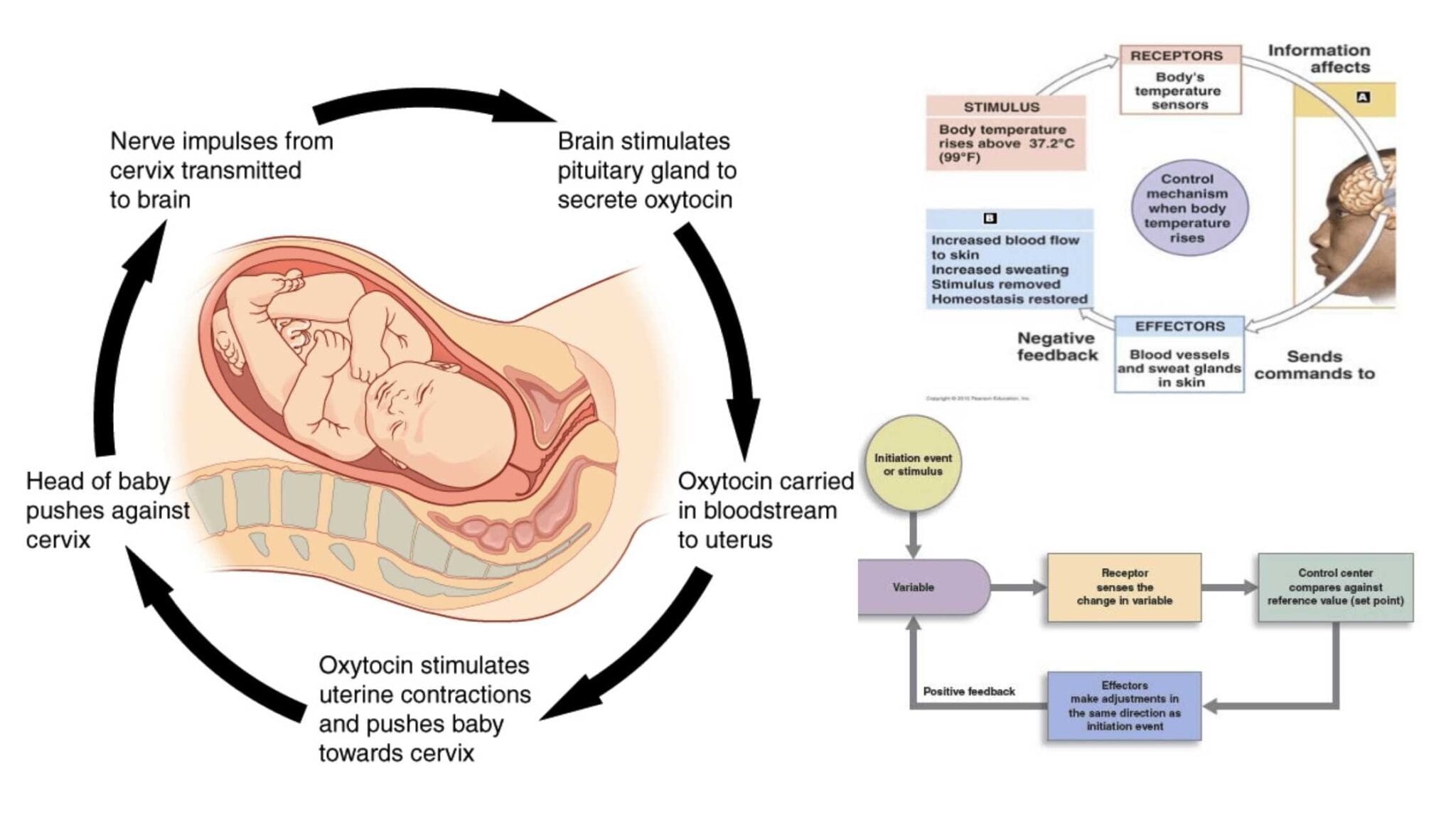 Biosafety levels (BSL-1, BSL-2, BSL-3 and BSL-4) - Primary and ...