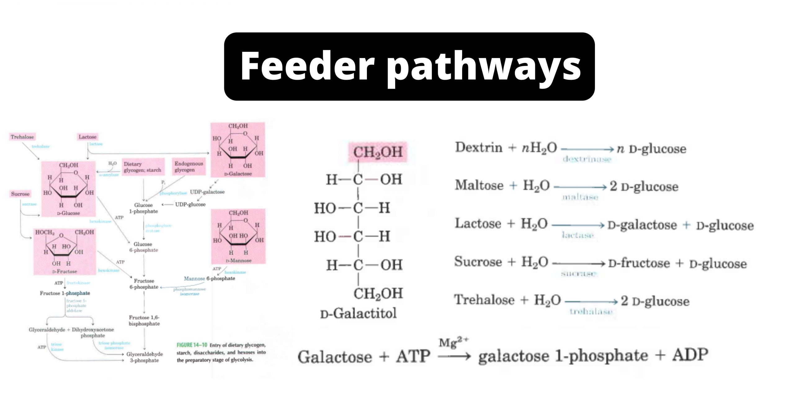 Feeder Pathways for Glycolysis