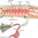 Phylum Platyhelminthes