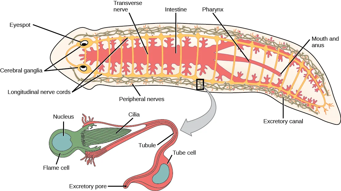 Phylum Platyhelminthes