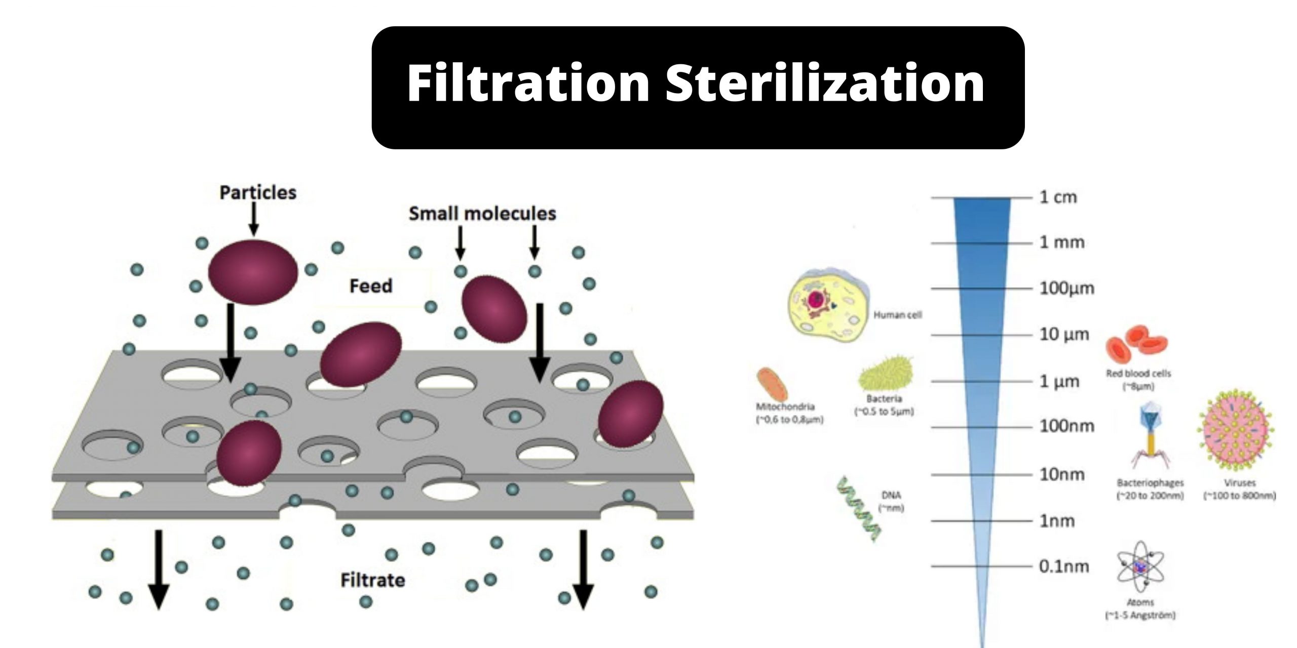 Filtration Sterilization - Types, Mechanism, Uses