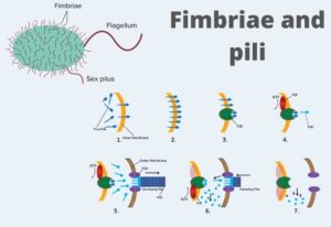 Fimbriae and Pili – Definition, Structure, Types, Functions, Differences.