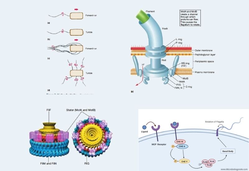 Flagellar Movement Mechanisms and Chemotaxis.