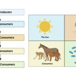 Food Chain - Definition, Types, Parts, Examples