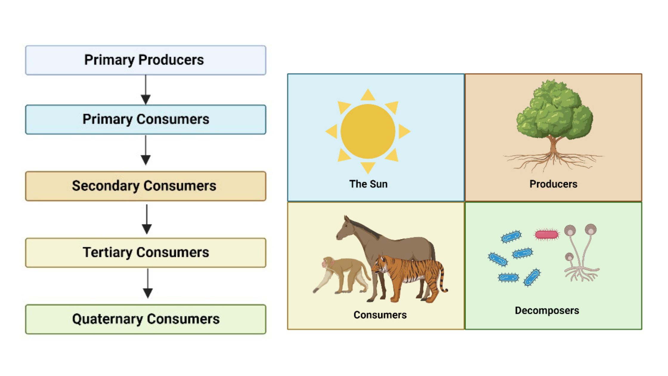 Ecology - Biology Notes Online