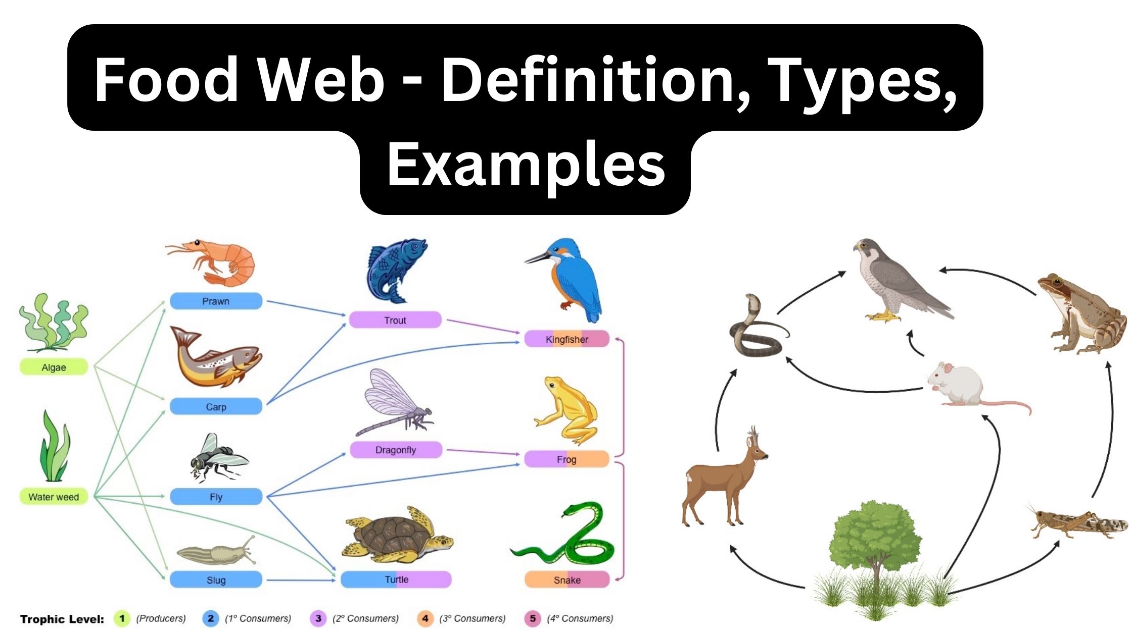 Food Web - Definition, Types, Examples