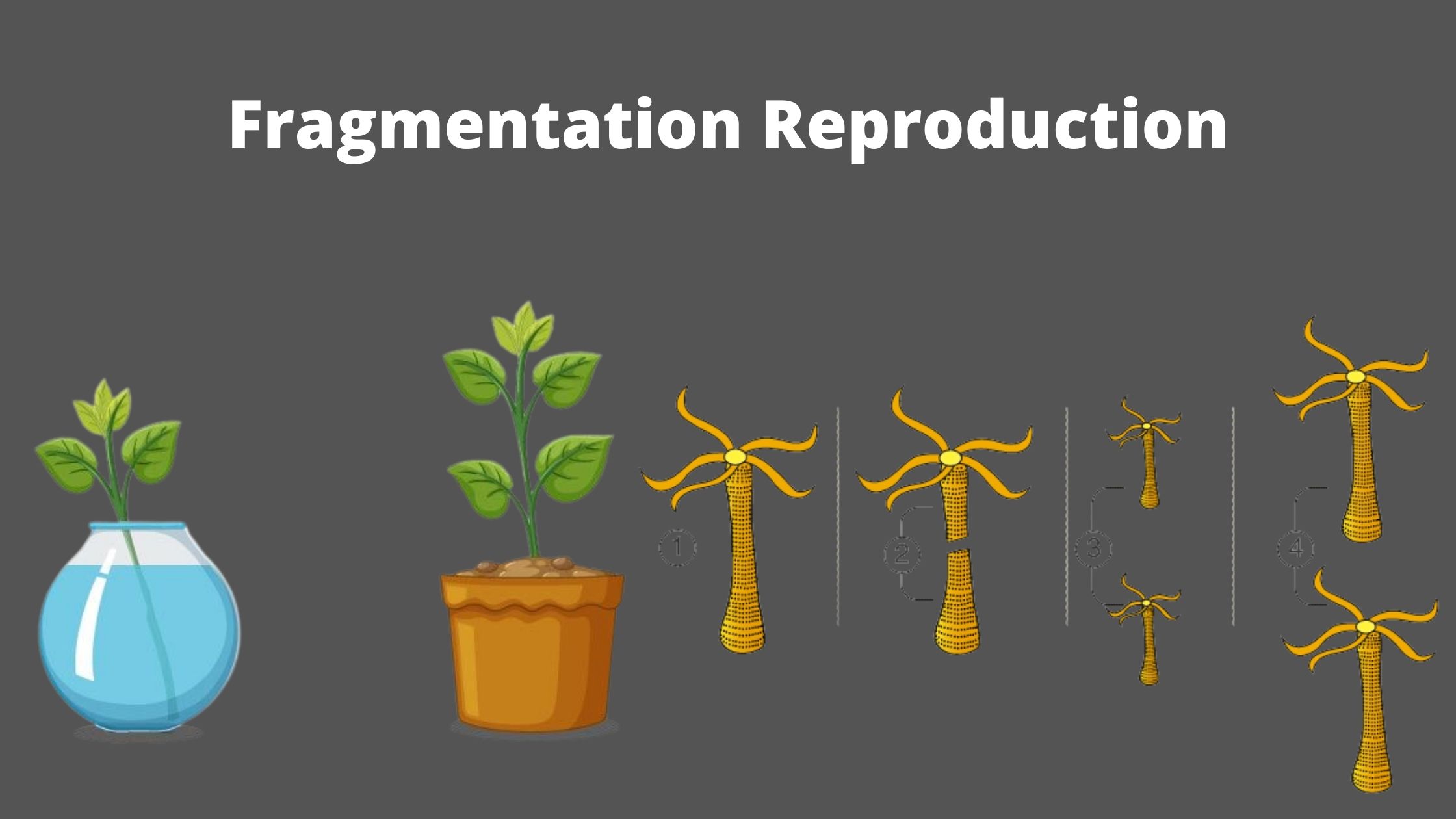 Fragmentation - Definition, Steps, Importance, Advantages, Disadvantages