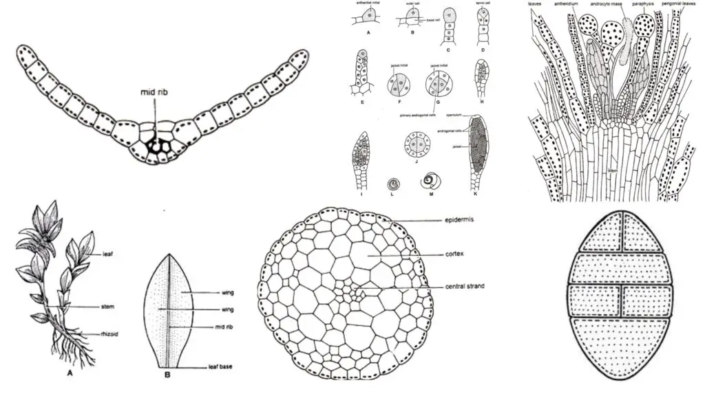 Funaria - Structure, Characteristics, Reproduction - Biology Notes Online