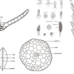 Funaria - Structure, Characteristics, Reproduction