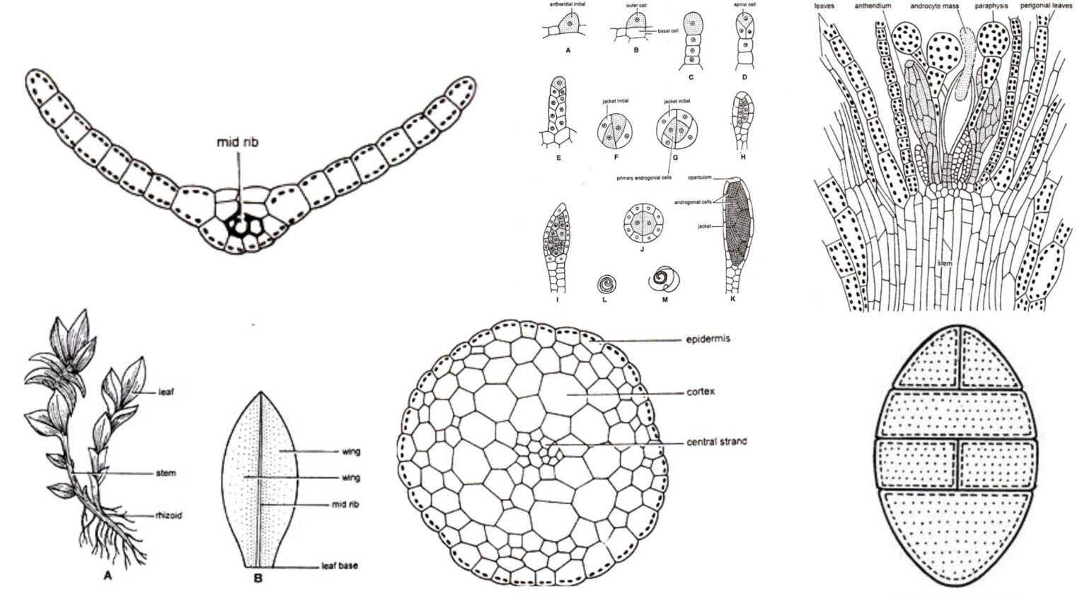 Botany notes biology notes online