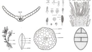Funaria – Structure, Characteristics, Reproduction