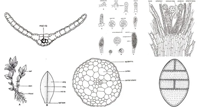 Funaria - Structure, Characteristics, Reproduction