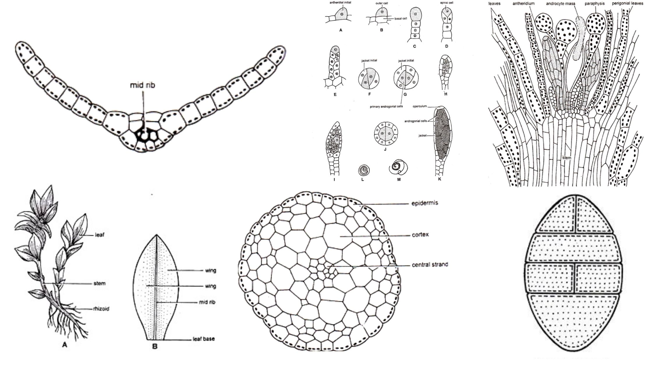 Funaria - Structure, Characteristics, Reproduction