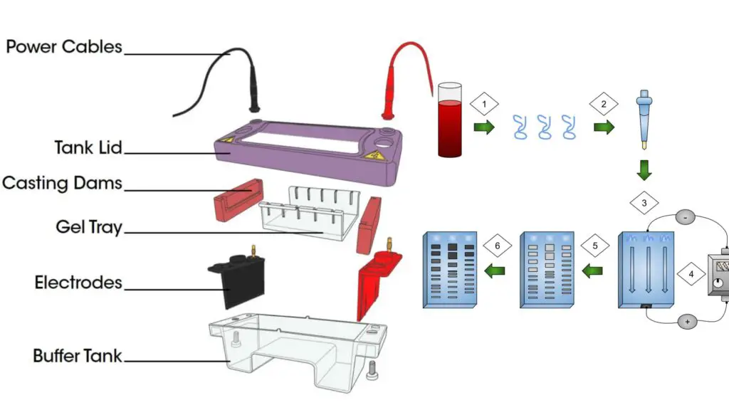 Gel Electrophoresis System Definition Principle Parts Types Procedure Biology Notes Online 3187