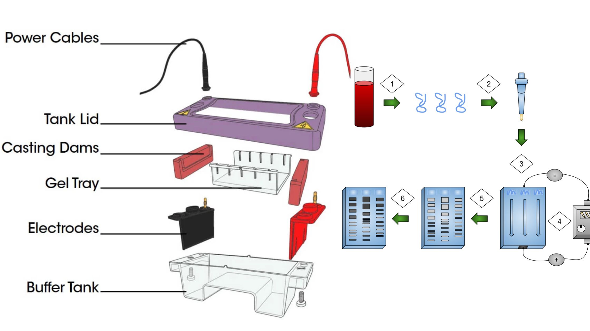 Gel Electrophoresis System - Definition, Principle, Parts, Types, Procedure