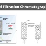 Gel Filtration Chromatography - Principle, Components, Steps, Types, Application