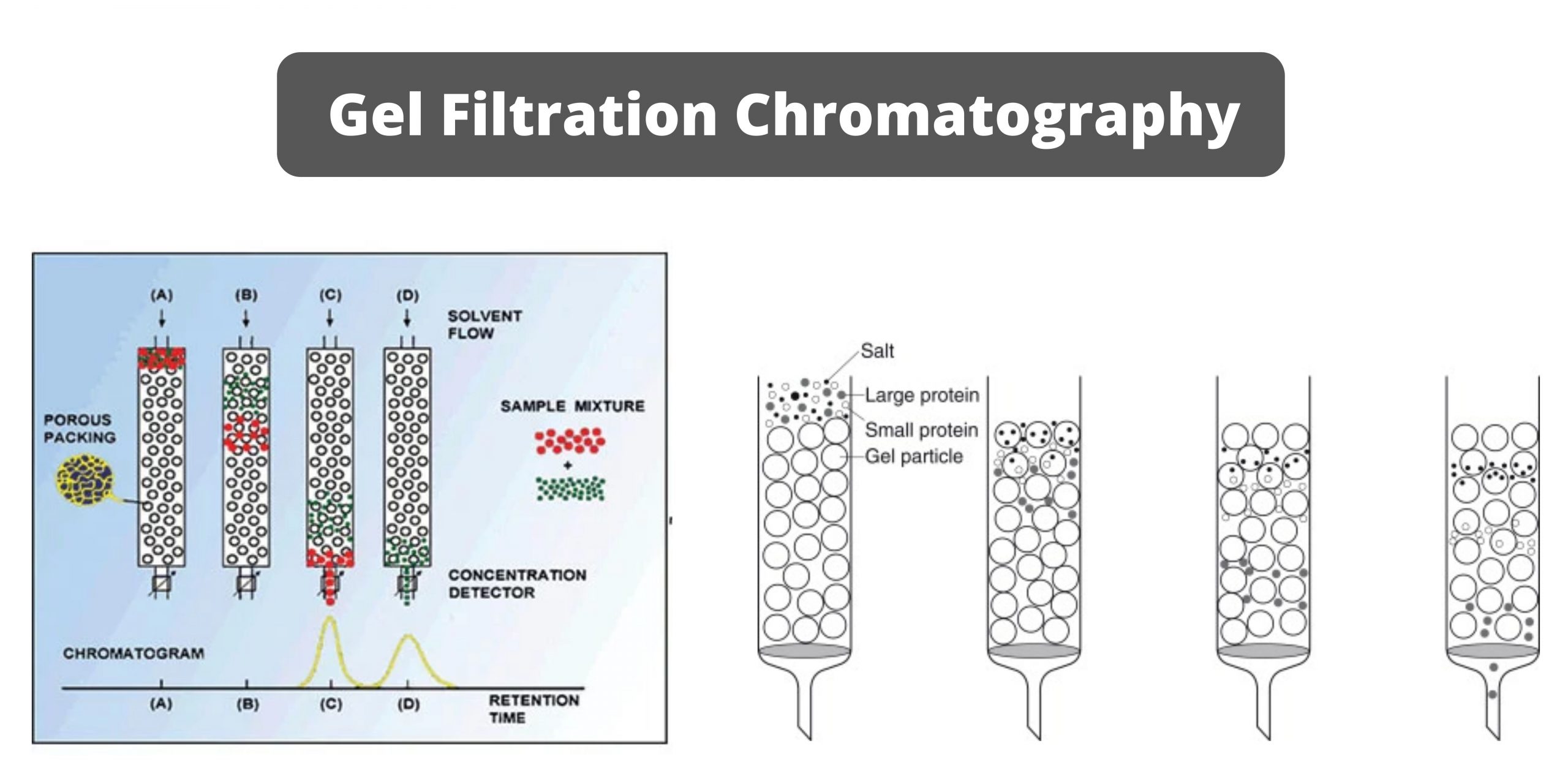 Gel Filtration Chromatography - Principle, Components, Steps, Types, Application