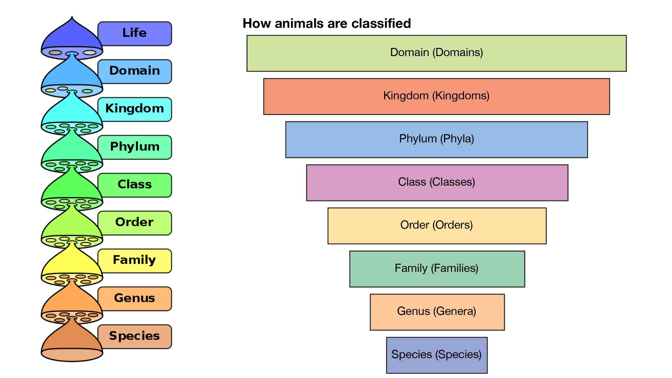 Genus - Definition, Advantages, Uses, Examples