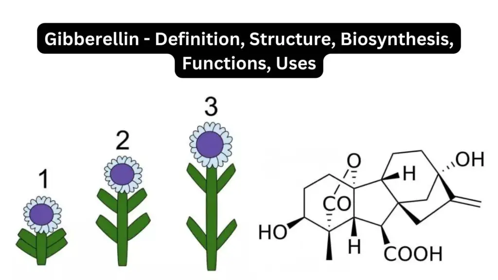 Gibberellin - Definition, Structure, Biosynthesis, Functions, Uses ...