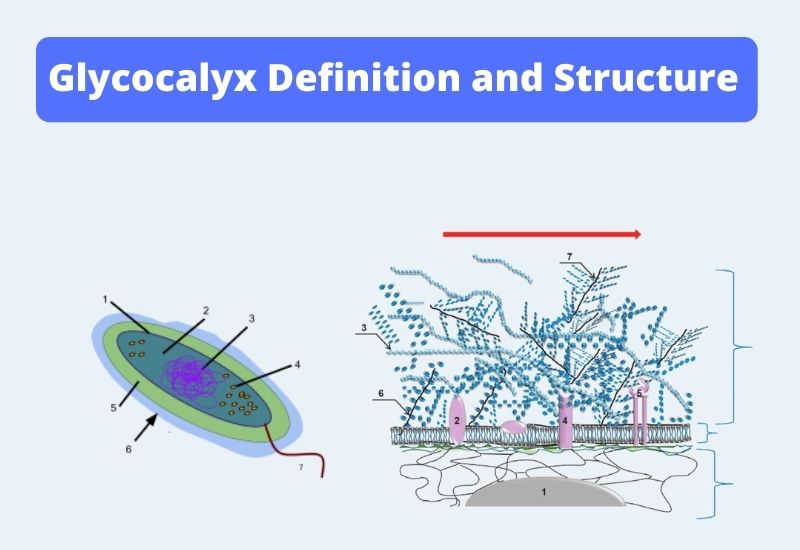 Glycocalyx Definition, Composition, Types, Functions.