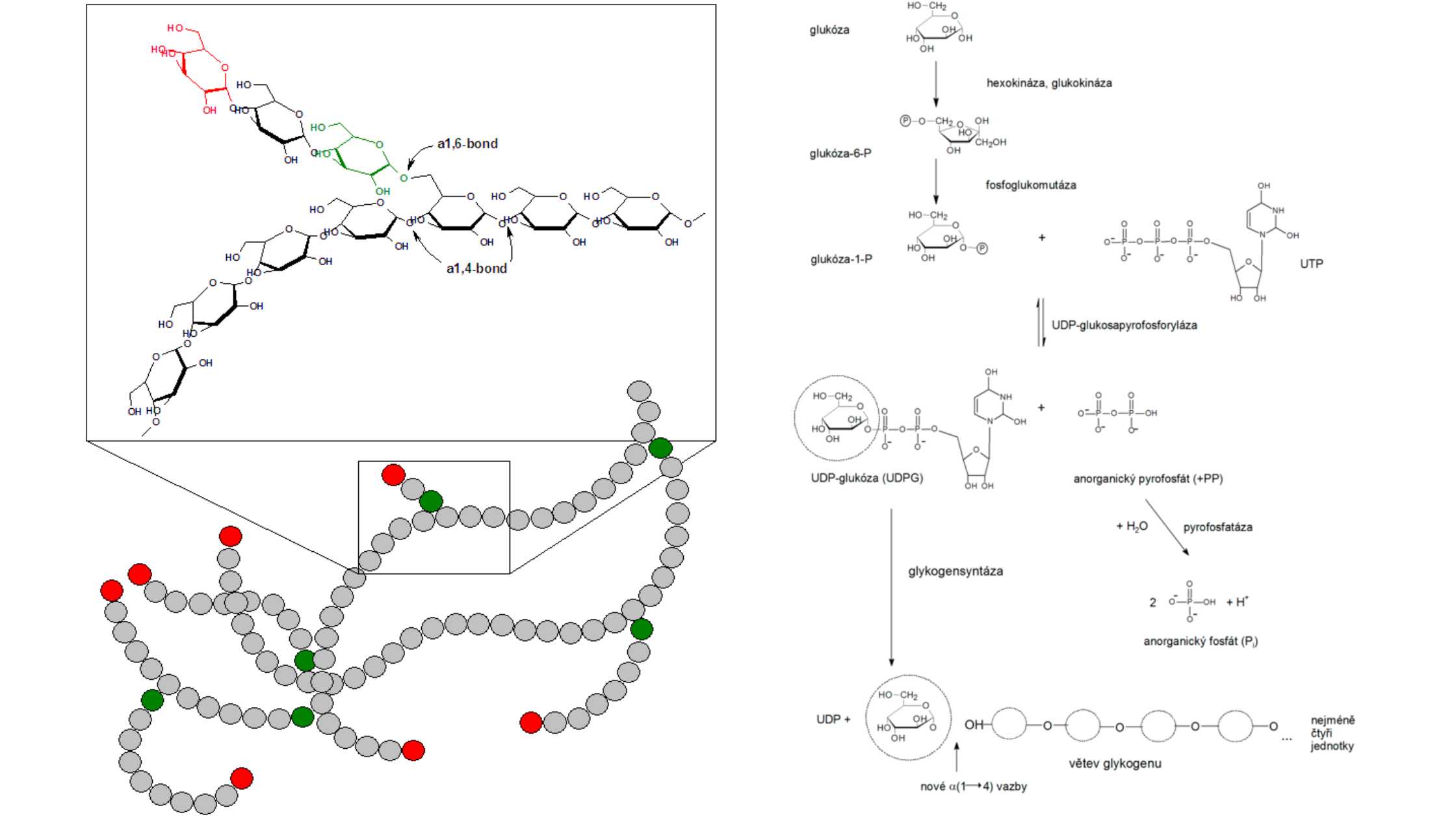 Glycogen Metabolism in Human Body