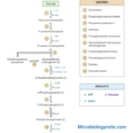 Glycolysis 10 Steps With Diagram and ATP Formation