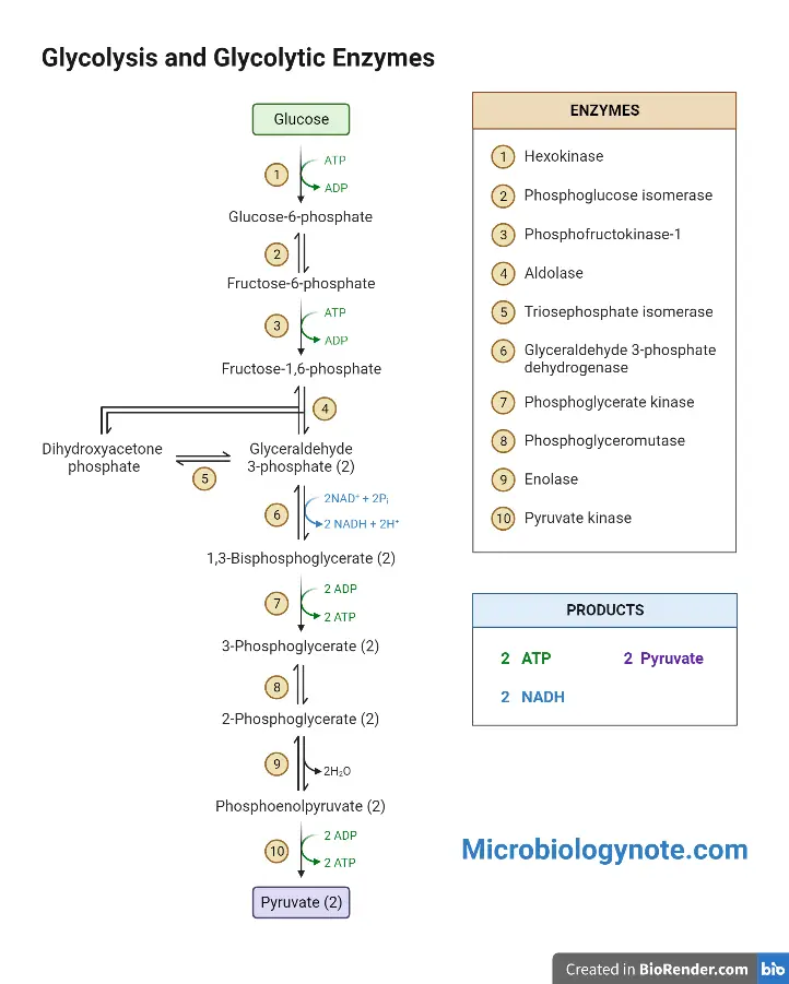 Glycolysis 10 Steps With Diagram and ATP Formation