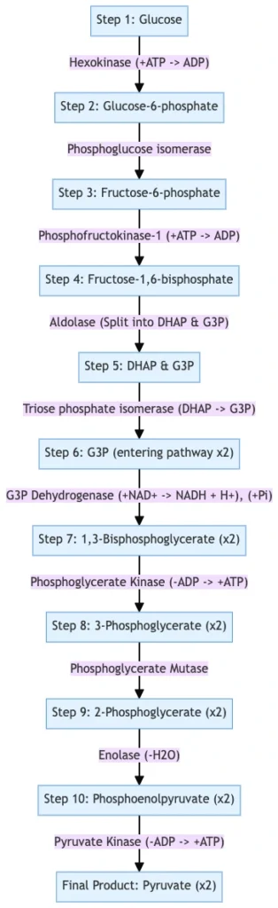Glycolysis 10 Steps With Diagram and ATP Formation 2 Glycolysis 10 Steps