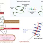 Glycoprotein - Definition, Structure, Functions, Examples