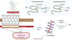 Glycoprotein – Definition, Structure, Functions, Examples