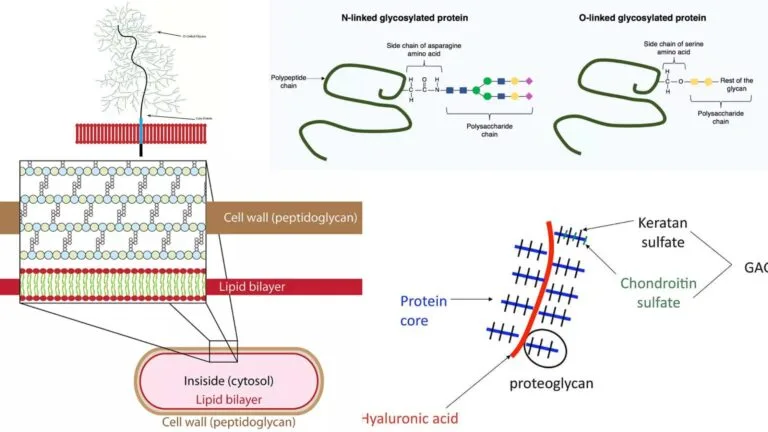Glycoprotein - Definition, Structure, Functions, Examples