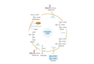 The Glyoxylate Cycle – Definition, Steps, Functions.