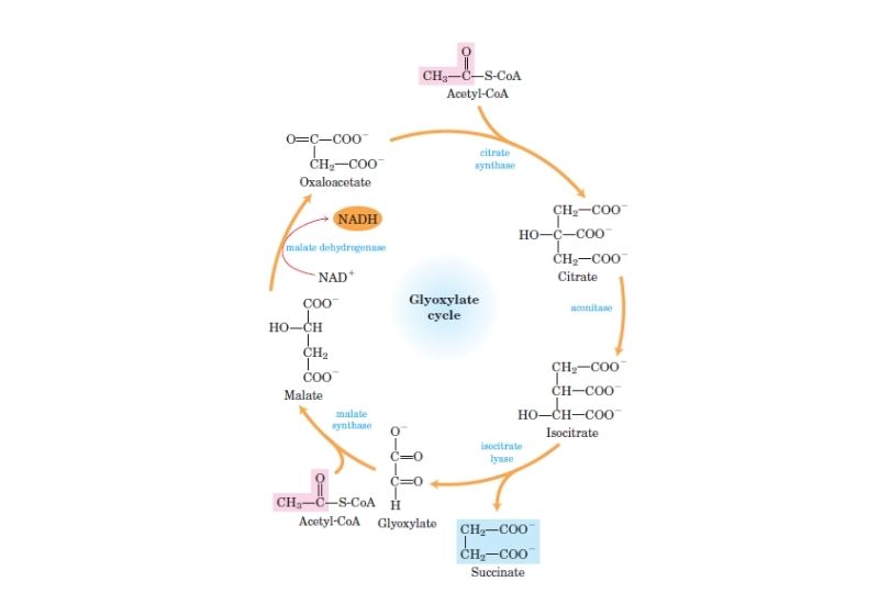 The Glyoxylate Cycle: Definition, Steps, Functions.