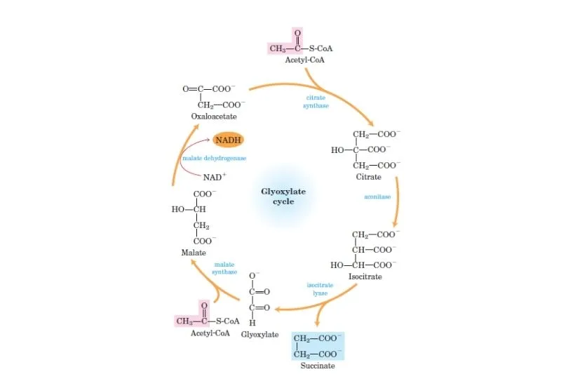 The Glyoxylate Cycle: Definition, Steps, Functions.
