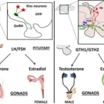 Gonadal hormones - Secretion, Functions, Mechanism, Regulation