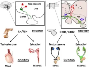 Gonadal hormones – Secretion, Functions, Mechanism, Regulation