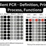 Gradient PCR - Definition, Principle, Process, Functions
