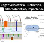 Gram Negative bacteria - Definition, Structure, Characteristics, Importance