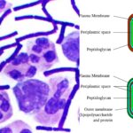 Gram Positive bacteria - Definition, Structure, Characteristics, Examples