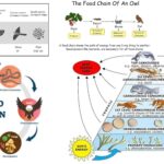 Grazing Food Chain - Definition, Types, Examples and Features