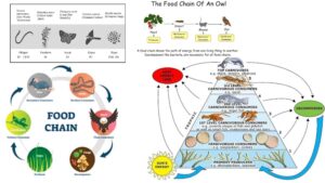 Grazing Food Chain – Definition, Types, Examples and Features