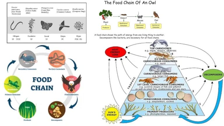 Grazing Food Chain - Definition, Types, Examples and Features
