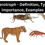 Heterotroph - Definition, Types, Importance, Examples