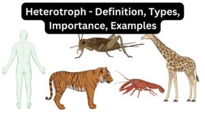 Heterotroph – Definition, Types, Importance, Examples
