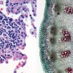 Histology - Definition, Methods, Careers, Importance