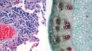 Histology – Definition, Methods, Careers, Importance