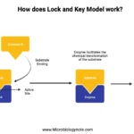 What is Lock and Key Model? - Mechanism, Advantages, Limitations