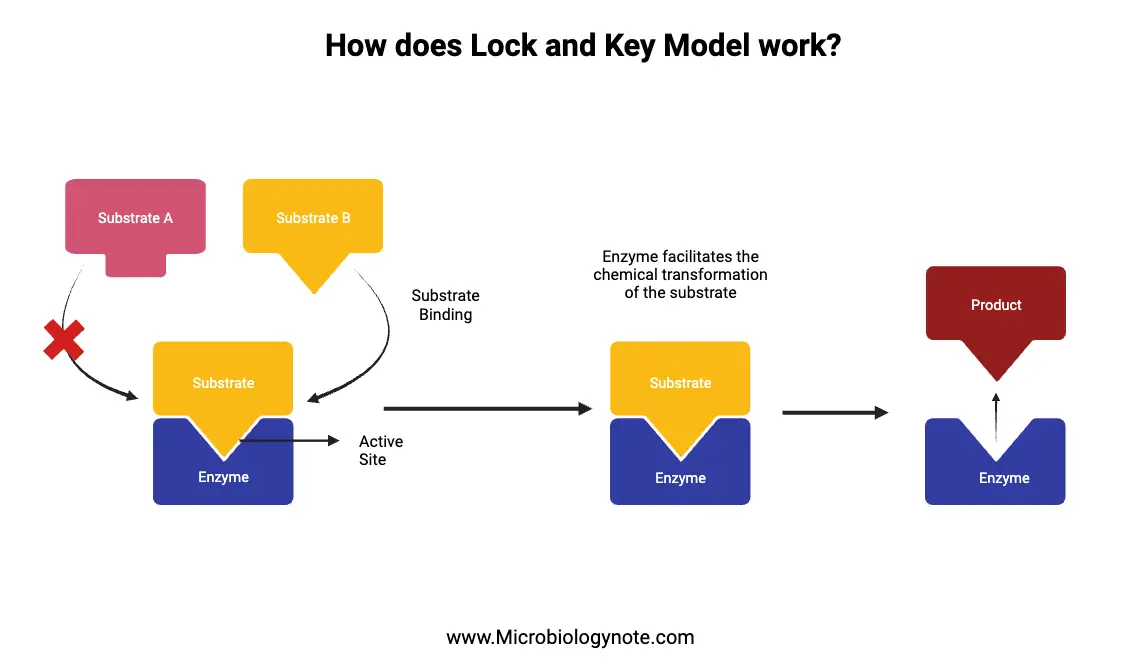 What is Lock and Key Model? - Mechanism, Advantages, Limitations